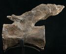 Diplodocus Caudal Vertebra - Dana Quarry #10150-1